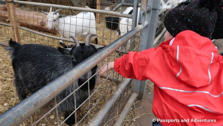 Cefn Mably Farm Park With Kids - A great family day out in South Wales.