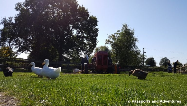 Cefn Mably Farm Park With Kids - A great family day out in South Wales.