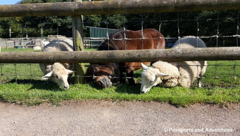 Cefn Mably Farm Park With Kids - A great family day out in South Wales.