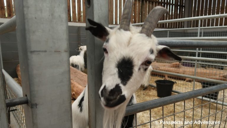 Cefn Mably Farm Park With Kids - A great family day out in South Wales.