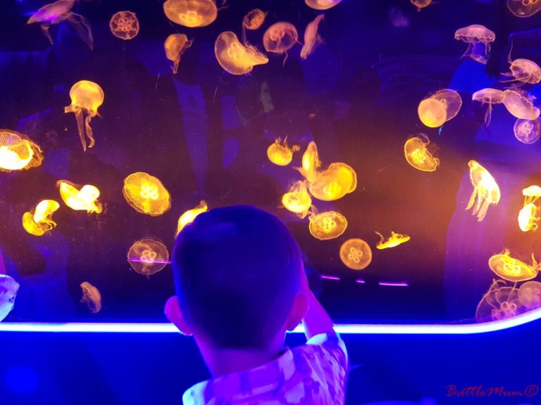 Visiting Sea Life London With Kids and How To Have an Awesome Visit