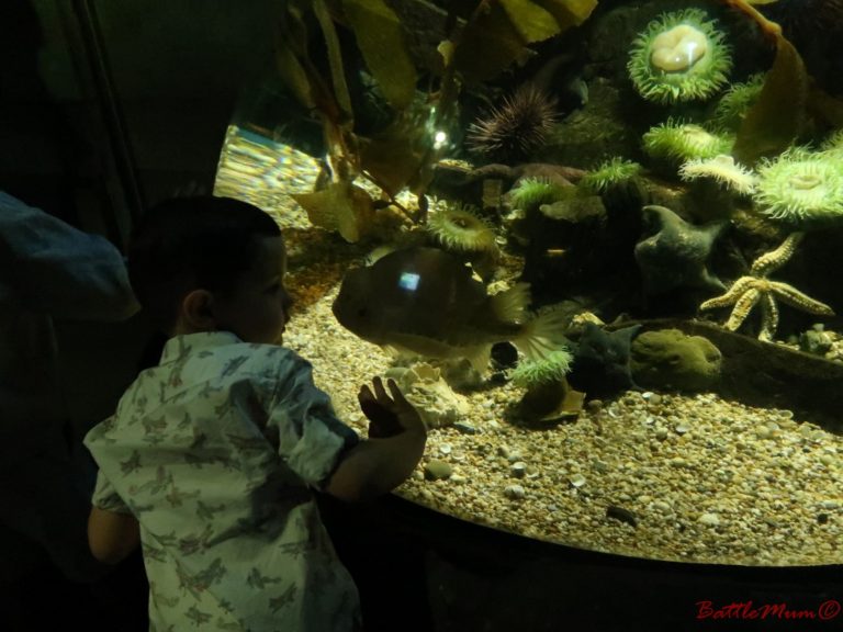 Visiting Sea Life London With Kids and How To Have an Awesome Visit