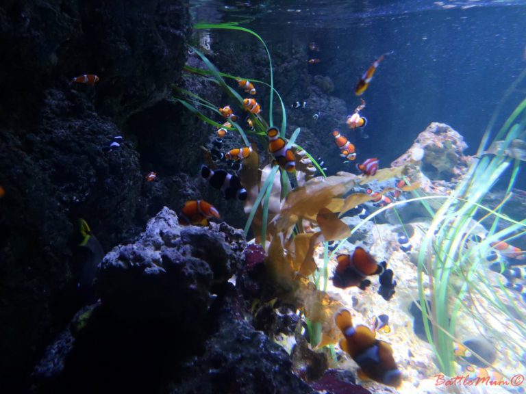 Visiting Sea Life London With Kids and How To Have an Awesome Visit