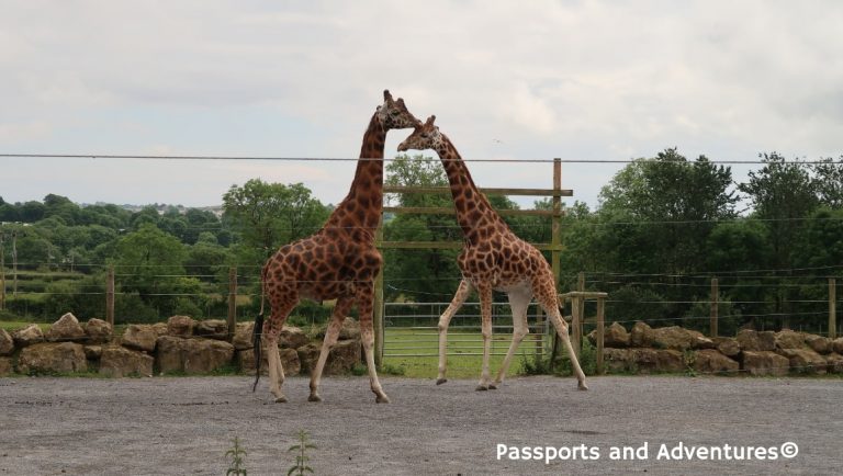 Two giraffes at Folly Farm Zoo