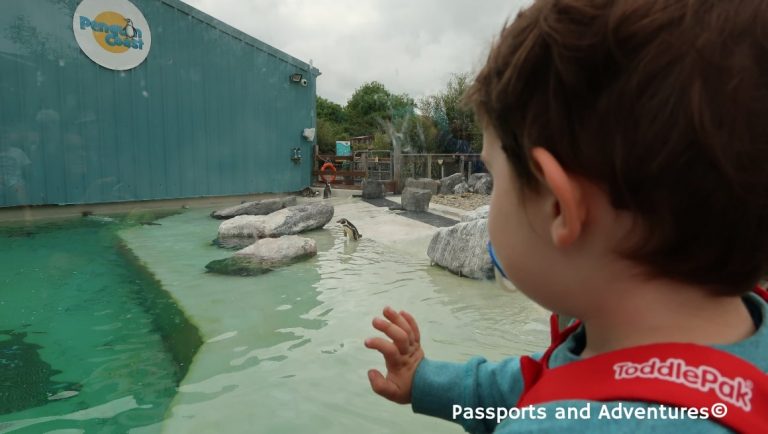 Little boy watching the penguins at Folly Farm Zoo