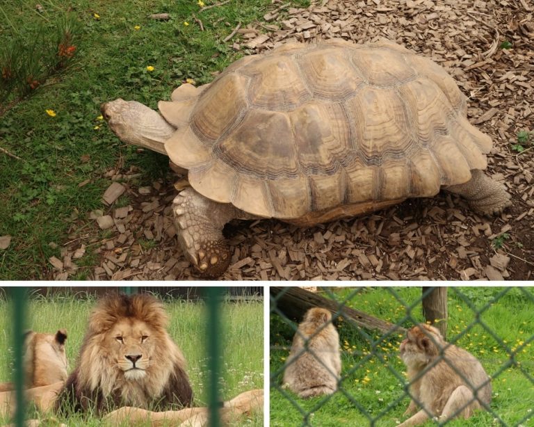 Tortoise, Lions and Monkeys at Folly Farm Zoo