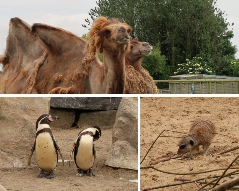 Camels, Meerkats and Penguins at Folly Farm Zoo