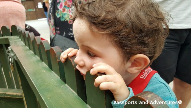 Boy peering over the fence in the indoor barn at Folly Farm Adventure Park and Zoo