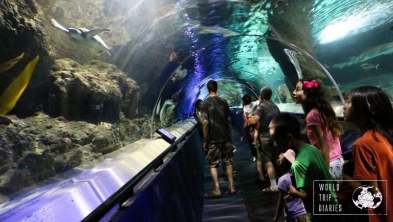 11 Best US Aquariums for Your Next Family Vacation  Mommy Poppins - Things  To Do in Anywhere with Kids