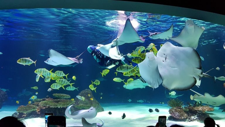 Top Aquariums to Visit