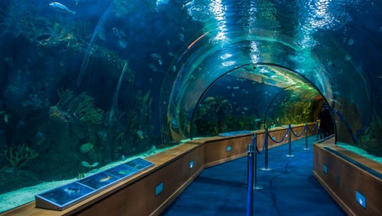 The Best Aquariums To Visit With Kids Around The World