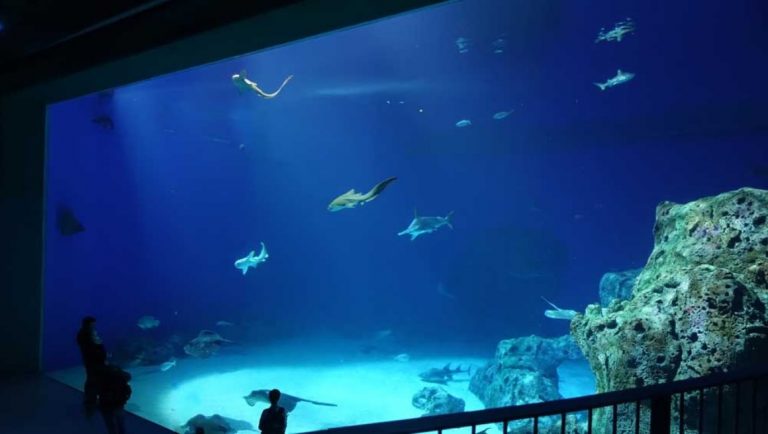 11 Best US Aquariums for Your Next Family Vacation  Mommy Poppins - Things  To Do in Anywhere with Kids