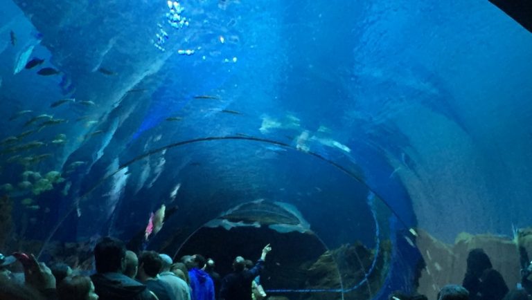 11 Best US Aquariums for Your Next Family Vacation  Mommy Poppins - Things  To Do in Anywhere with Kids