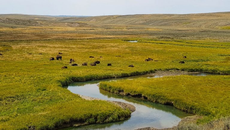 Bison in the Hayden Valley of Yellowstone National Park
