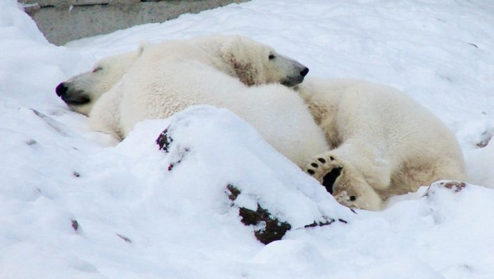 Best Zoos to Visit with Kids in the World