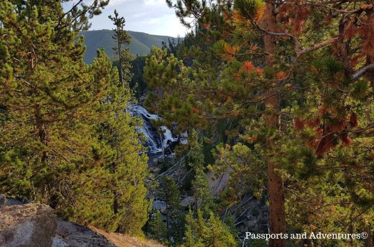 Gibbon Falls bathed in early morning light through trees in Yellowstone National Park