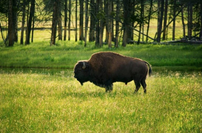 Bison in Yellowstone National Park