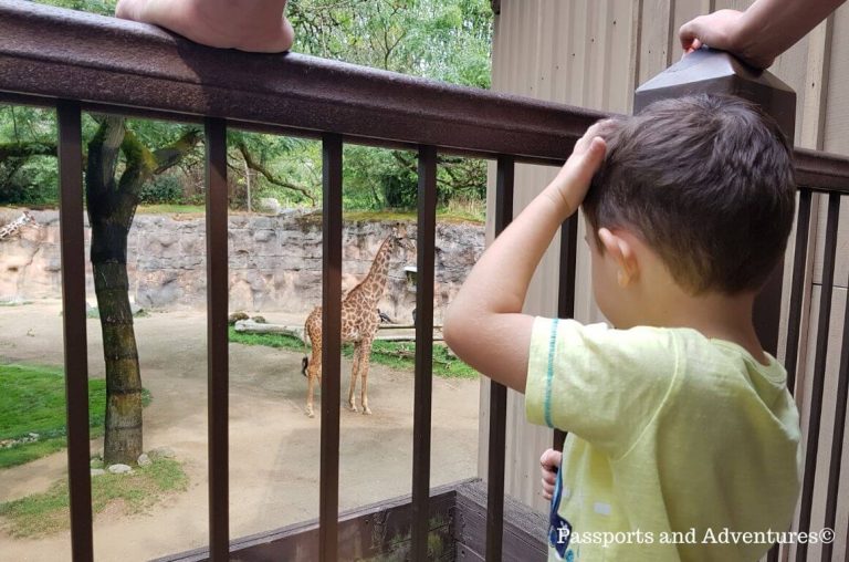 A little boy viewing the giraffes in the Portland Zoo