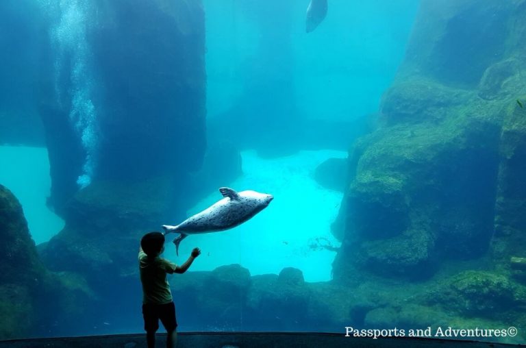 A little boy in front of a large tank of water with a playful seal beside them at the window