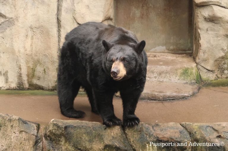 A black bear at the Oregon Zoo