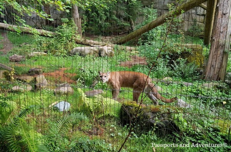 A cougar inside its enclosure at the Portland Zoo, Oregon