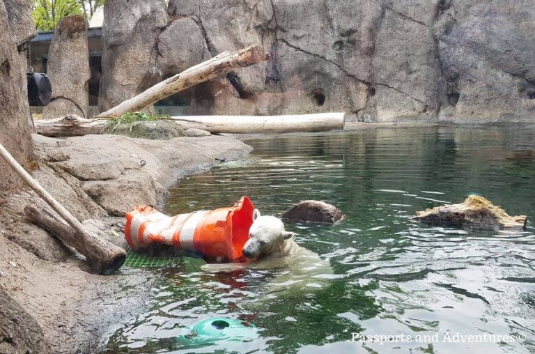 A polar bear swimming and playing with a traffic cone at the Oregon Zoo