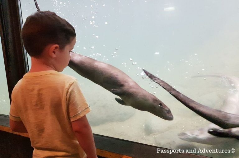 A little boy viewing otters in the water of their enclosure through the glass window