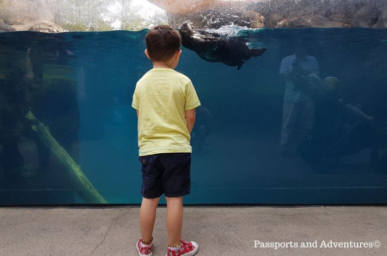 A little boy watching penguins swimming inside the water of their enclosure