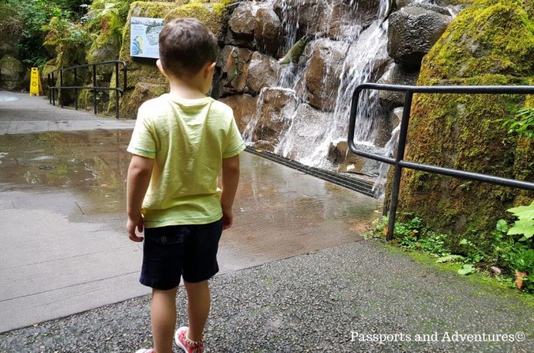 A little boy looking at a waterfall inside the Great Northwest section of the Oregon Zoo in Portland