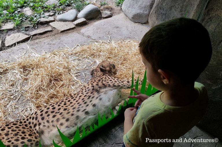 A little boy looking at a sleeping cheetah in its enclosure at the Oregon Zoo