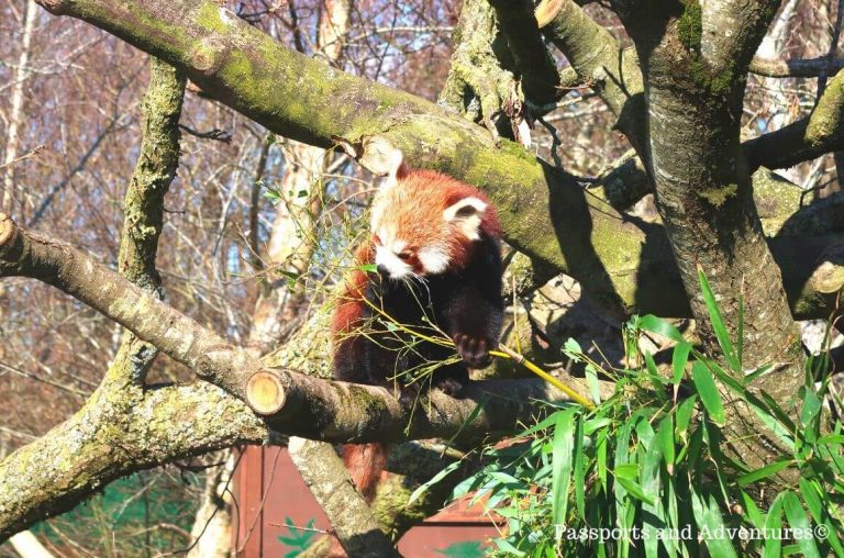 WATCH: Fota Wildlife Park welcomes rare monkeys to Asian Sanctuary