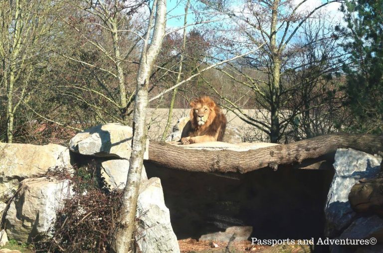 WATCH: Fota Wildlife Park welcomes rare monkeys to Asian Sanctuary