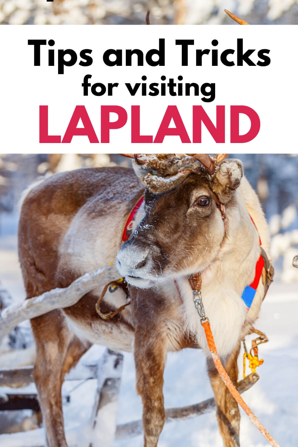 30+ Practical Tips for Lapland With Kids