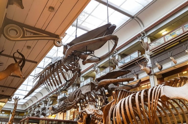 A picture of some of the skeletons on displays in the Natural History Museum in Dublin, a great place to spend a rainy day in Dublin