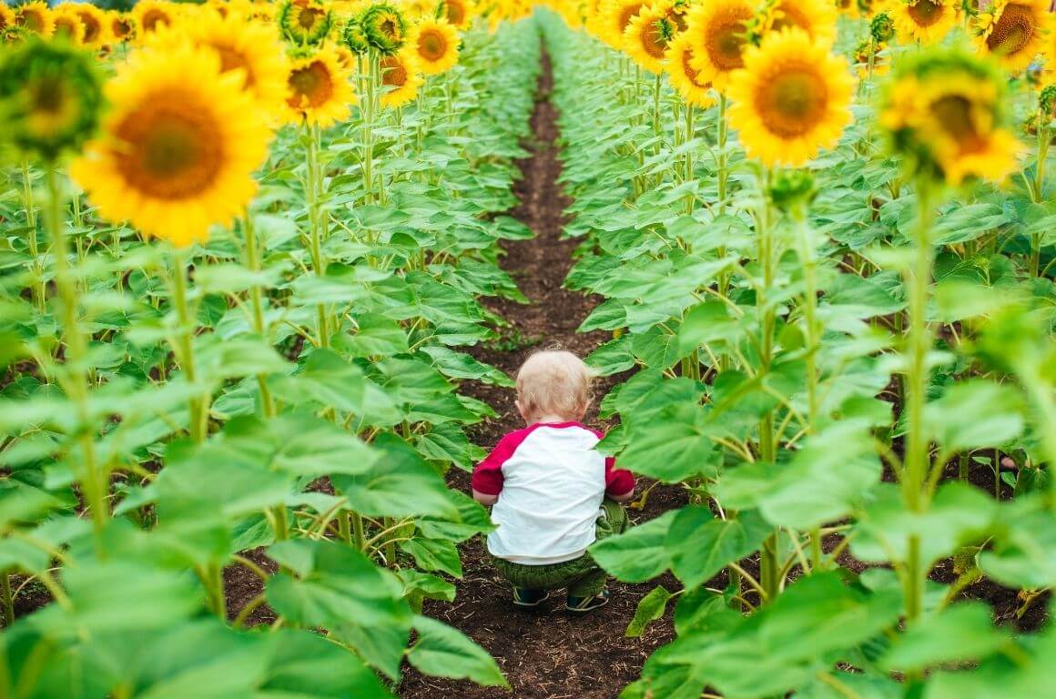 Sunflower Fields in Ireland to Visit with Kids that are Unbelievable