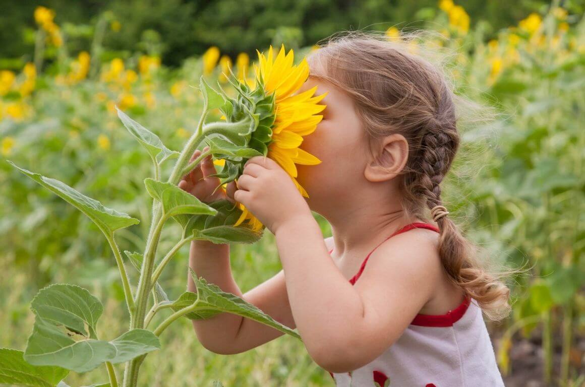 Sunflower Fields in Ireland to Visit with Kids that are Unbelievable