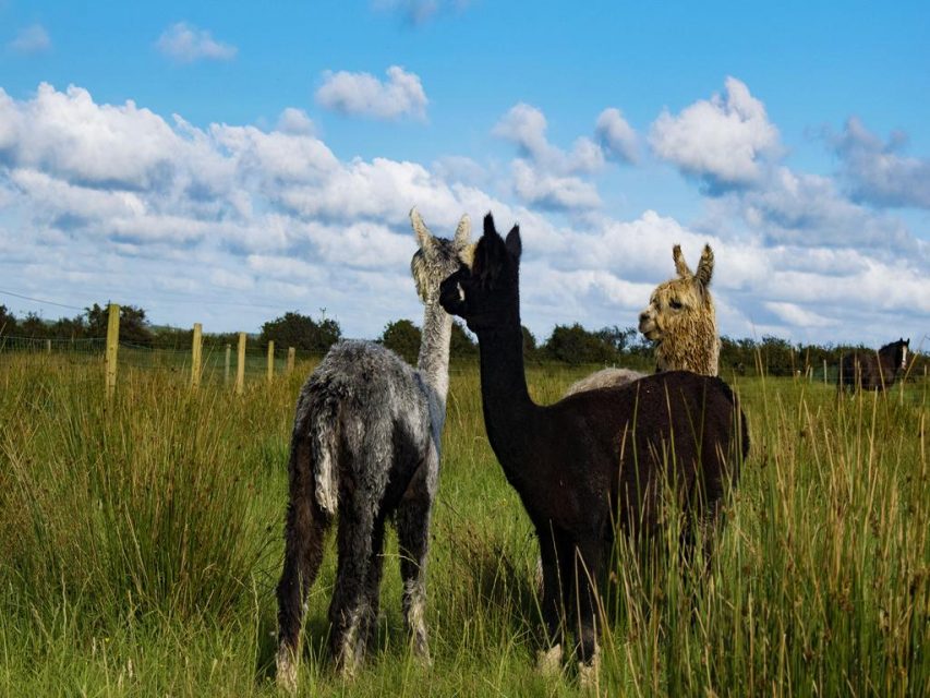 Best Alpaca Trekking and Alpaca Walks Ireland has to Offer Families