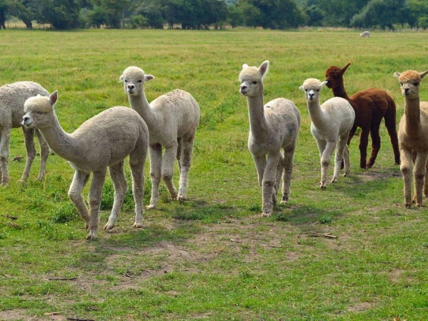 Best Alpaca Trekking and Alpaca Walks Ireland has to Offer Families