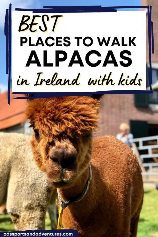 best-alpaca-trekking-and-alpaca-walks-ireland-has-to-offer-families